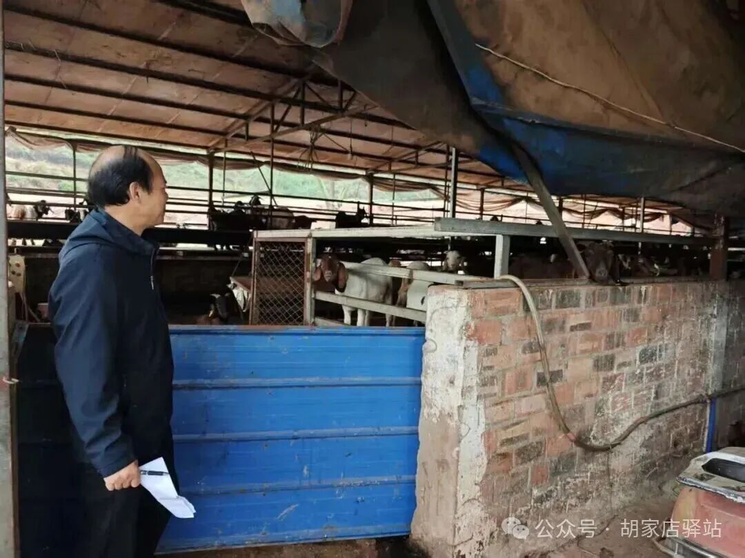 集益镇对养殖场规范养殖进行检查